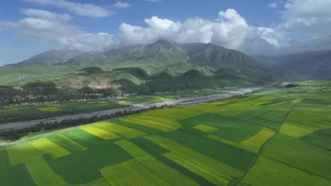 Aerial view of Rapeseed Fields in Qilian Mountains, Qilian, Qinghai, China Stock Footage 307166224