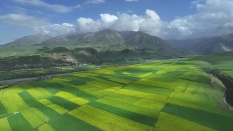 Aerial view of Rapeseed Fields in Qilian Mountains, Qilian, Qinghai, China Stock Footage 307166232