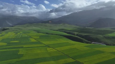 Aerial view of Rapeseed Fields in Qilian Mountains, Qilian, Qinghai, China Stock-Footage 307167054