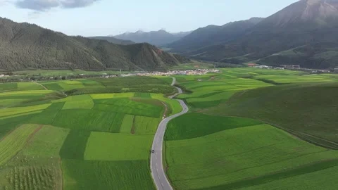 Aerial view of Rapeseed Fields in Qilian Mountains, Qilian, Qinghai, China Stock Footage 307176160