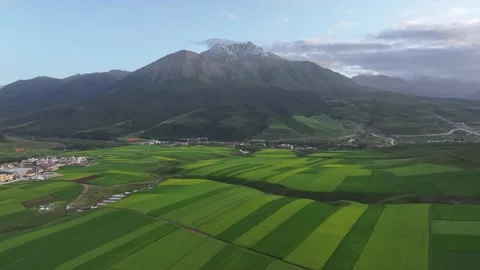 Aerial view of Rapeseed Fields in Qilian Mountains, Qilian, Qinghai, China Stock Footage 307176162