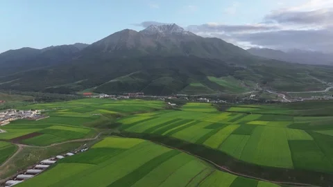 Aerial view of Rapeseed Fields in Qilian Mountains, Qilian, Qinghai, China Stock Footage 307176168