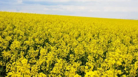 Aerial view rapeseed fields at sunny day Stock Footage 120562262