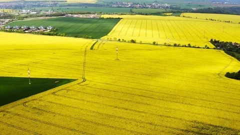 Aerial view rapeseed fields at sunny day Stock Footage 120562464