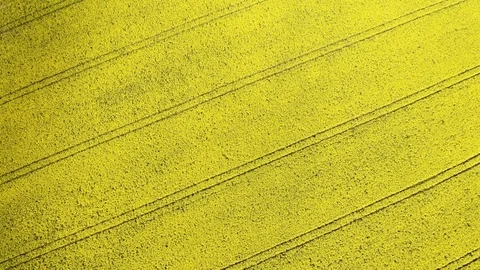 Aerial view rapeseed fields at sunny day Stock Footage 120562758