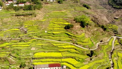 Aerial view of rapeseed terraces in Xuling Village, Jiande, Hangzhou, China Stock Footage 280231682