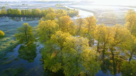 Aerial view of a rare forest landscape river Stock Footage 270102476
