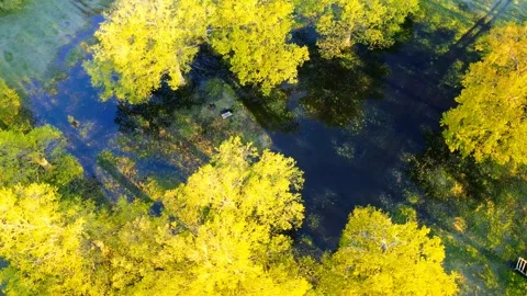 Aerial view of a rare forest landscape river Stock Footage 270173329