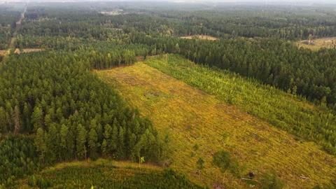 Aerial View of Rectangular Deforestation Patch with Forest Border in Latvia Stock Footage 308234474
