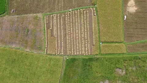 Aerial View of Rectangular Golden Rice Field Plot with Straight Harvest Rows Stock Footage 346693708