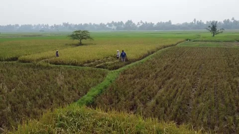 Aerial View of Rectangular Golden Rice Field Plot with Straight Harvest Rows Stock Footage 346693845
