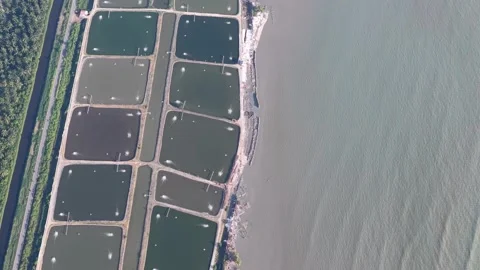 Aerial view of rectangular water ponds along river shore with greenery Stock-Footage 339802040