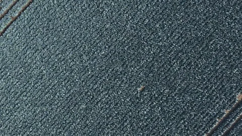 Aerial view of a red cabbage field agriculture in the netherlands Stock Footage 341875396