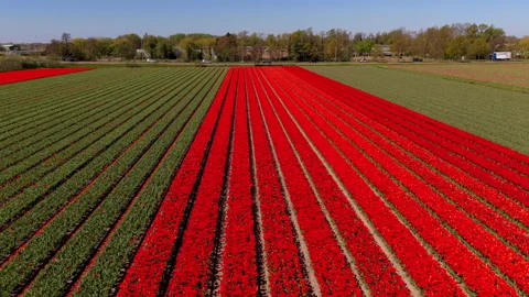 Aerial view of red flowering field with parallel rows, green crop sections Stock Footage 336852189