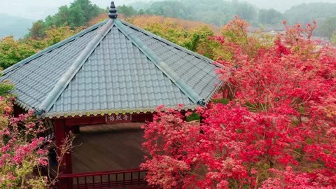 Aerial View of Red Maple Foliage and Pavilion in Autumn Scenery Video stock 341920071