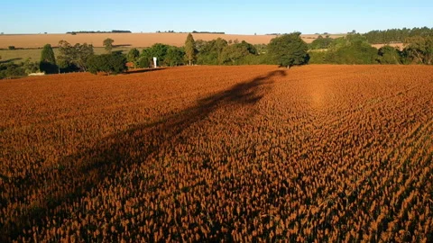 Aerial view of red sorghum field Stock Footage