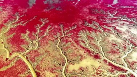 Aerial View of Red Tide Trees and Branching Channels in China Stock-Footage 346985880