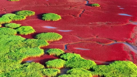 Aerial View of Red Tide Trees and Green Wetlands in China Stock-Footage 346985881
