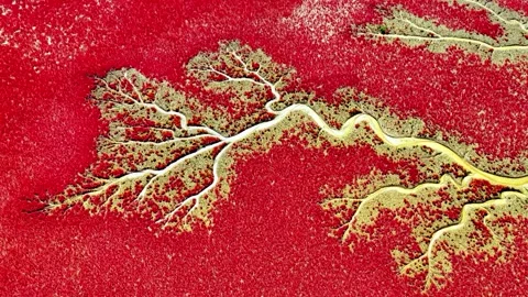Aerial View of Red Tide Trees and River Network in China Video stock 346985886