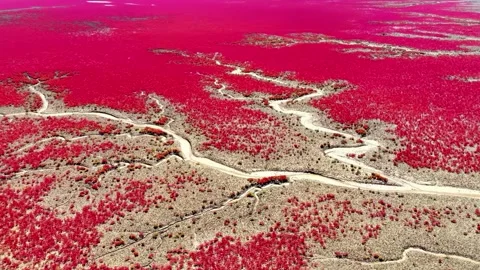 Aerial View of Red Tide Trees and Wetlands in China Video stock 346985887