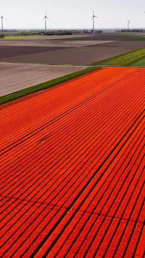 Aerial view of red tulip fields with windmills in the netherlands Stock Footage 327113857
