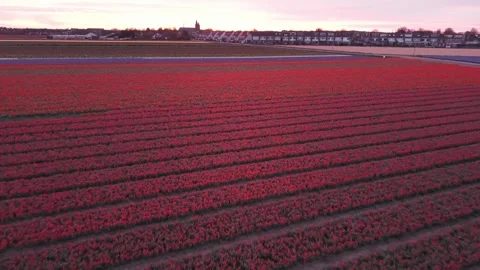 Aerial View of Red Tulip Fields at Sunrise Stock Footage 332847086