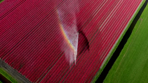 Aerial view of red tulip fields being watered in Alkmaar, Netherlands. Stock Footage 333340877