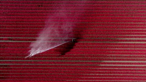 Aerial view of red tulip fields and irrigation, Netherlands. Stock Footage 333341028