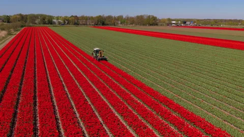 Aerial view of red tulip rows with green fields, tractor working Stock Footage 336814672