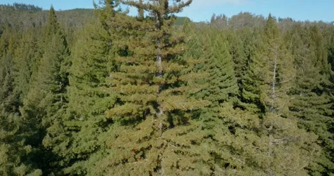 Aerial view of Redwood forrest tree tops, Rotorua, New Zealand 動画素材 276685848