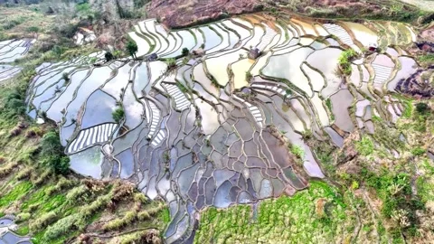 Aerial View of Reflective Rice Terraces in Lush Green Landscape Yuanyang Yunnan Stock Footage 346423246