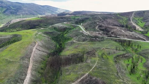 Aerial view of regrowth after forest fire devastation Stock-Footage 333842151