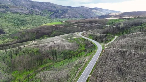 Aerial view of regrowth after forest fire devastation Stock-Footage 334341243