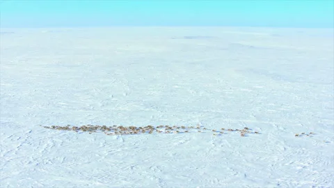 Aerial view of a reindeer herd migrating across arctic tundra Stock Footage 337037319