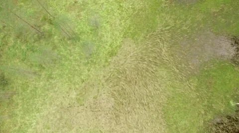 Aerial view of remaining puddle of a small forest lake in progress of turning to Stock Footage 68905694