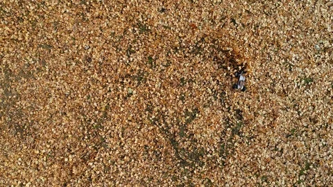 Aerial view of remote controlled fast truggy car drift in the fallen leafs Stock Footage 98540765