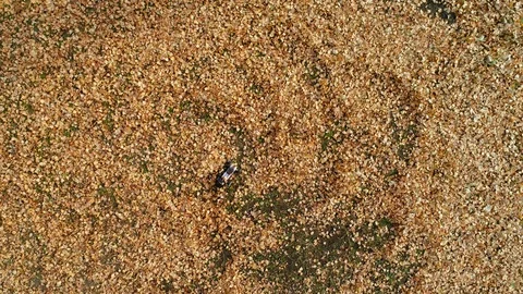 Aerial view of remote controlled fast truggy car drift in the fallen leafs Stock Footage 98540960