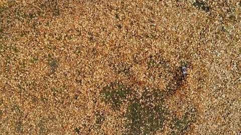Aerial view of remote controlled fast truggy car drift in the fallen leafs Stock Footage 98541255