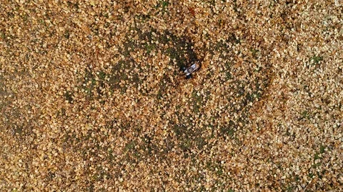 Aerial view of remote controlled fast truggy car drift in the fallen leafs Video stock 98541306