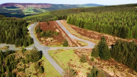 Aerial View of Remote Road Split in Wicklow Mountains Forest on a Sunny Day Stock Footage 308221762