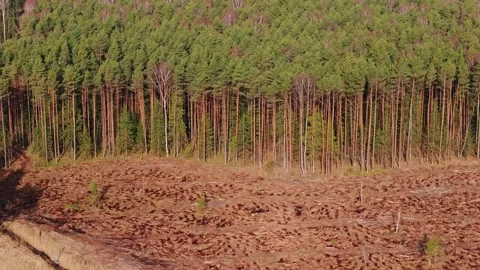 Aerial View of Replanted Logging Area Next to Dense Pine Forest – Kurzeme Stock Footage 323069640