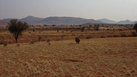 Aerial View of Rhino Crossing Namibia Wilderness Stock Footage 339501718
