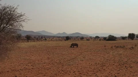Aerial View of Rhino in Namibia Desert Landscape Stock Footage 339501565