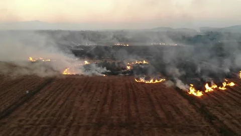 Aerial view rice burn with smoke after harvest cause of air pollution Stock Footage 145209727