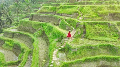 Aerial view of rice cultivation with path to walk around and palm rice terraces Stock Footage 252986352