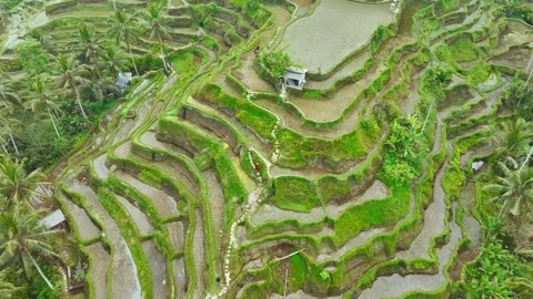 Aerial view of rice cultivation with path to walk around and palm rice terraces Stock Footage 252986552