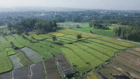 Aerial view rice field 2 Stock Footage 291608520