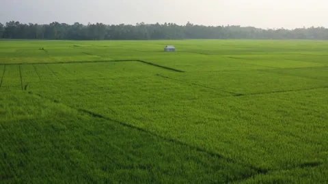 Aerial view of a rice field in Bhaluka, Mymensing, Bangladesh. Video stock 219965592