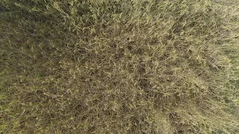 Aerial view of Rice Field Video stock 90841328