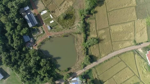 Aerial view of Rice Field Stock Footage 90846037